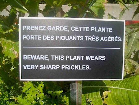 prickle-wearing-plant-france